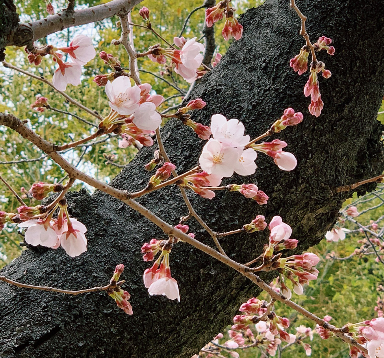 桜の開花を待ちわびて